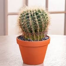 Mr Cactus 2